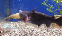 鲶鱼吞食跟自己大小差不多的鱼，宝宝已被吓哭
